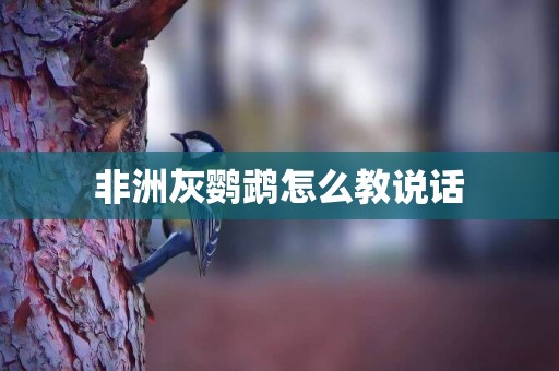 非洲灰鸚鵡怎么教說話