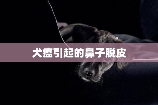 犬瘟引起的鼻子脫皮