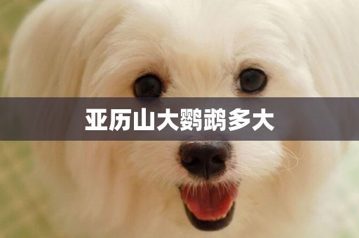 亞歷山大鸚鵡多大