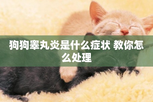 狗狗睪丸炎是什么癥狀 教你怎么處理