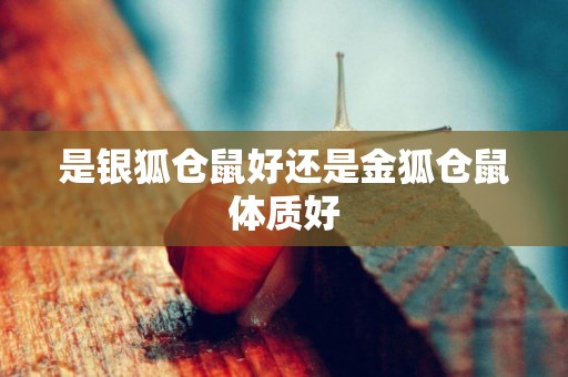 是銀狐倉鼠好還是金狐倉鼠體質好