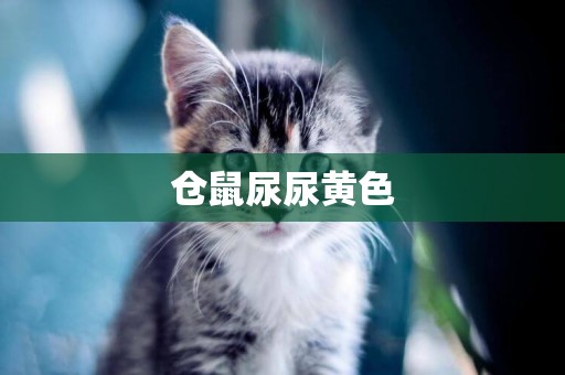 倉鼠尿尿黃色