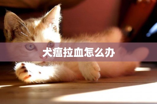 犬瘟拉血怎么辦