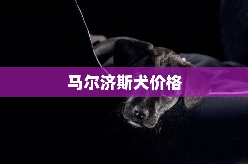 馬爾濟斯犬價格