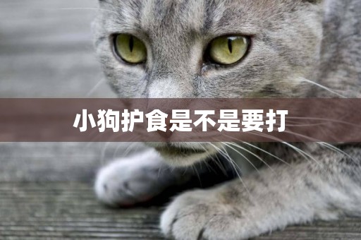 小狗護食是不是要打