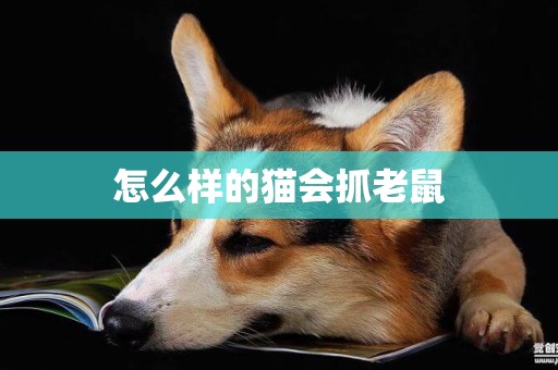 怎么樣的貓會抓老鼠
