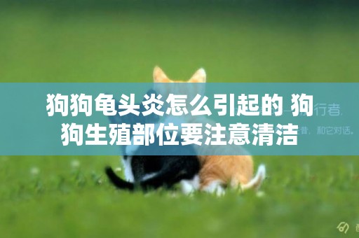 狗狗龜頭炎怎么引起的 狗狗生殖部位要注意清潔