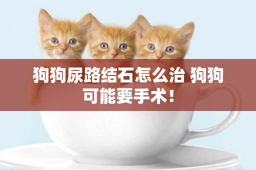 狗狗尿路結石怎么治 狗狗可能要手術！