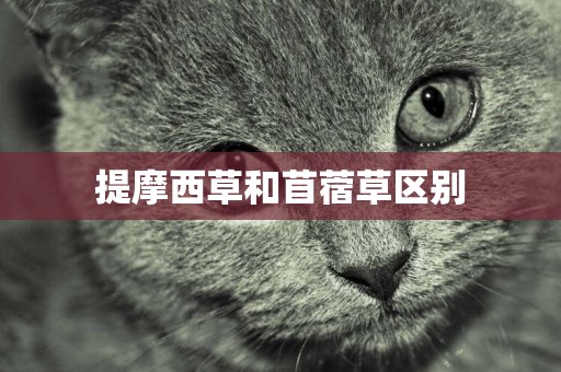 提摩西草和苜蓿草區別