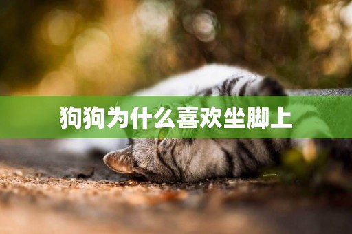 狗狗為什么喜歡坐腳上