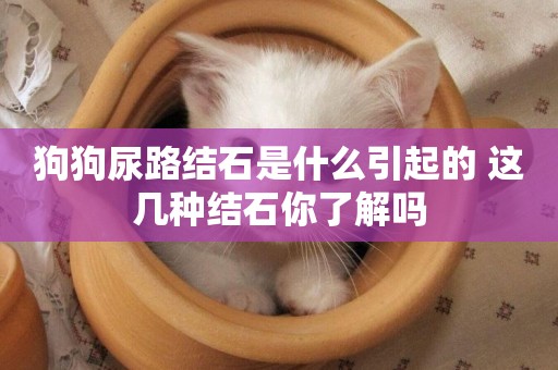 狗狗尿路結石是什么引起的 這幾種結石你了解嗎