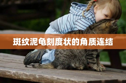 斑紋泥龜刻度狀的角質連結