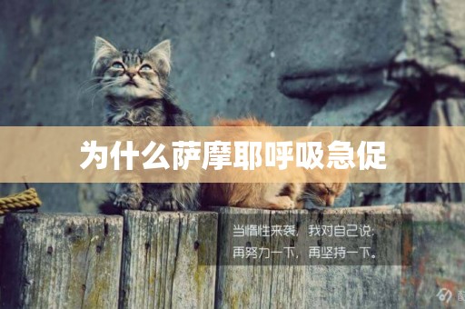 為什么薩摩耶呼吸急促