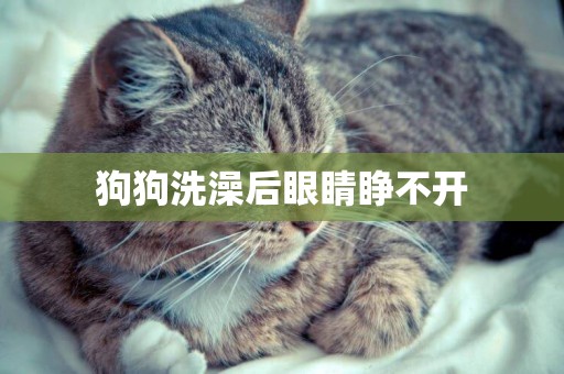 狗狗洗澡后眼睛睜不開