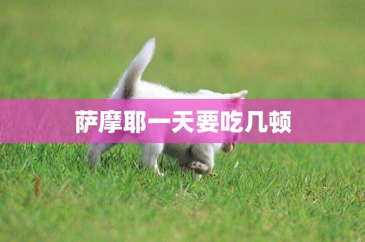 薩摩耶一天要吃幾頓