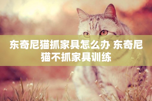 東奇尼貓抓家具怎么辦 東奇尼貓不抓家具訓練