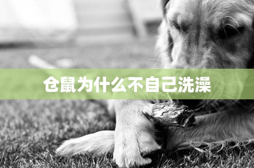 倉鼠為什么不自己洗澡