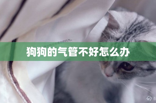 狗狗的氣管不好怎么辦