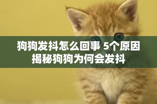 狗狗發抖怎么回事 5個原因揭秘狗狗為何會發抖