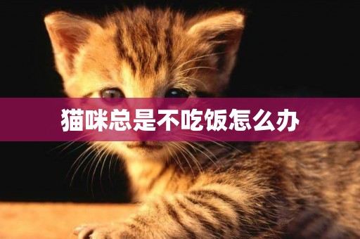 貓咪總是不吃飯怎么辦