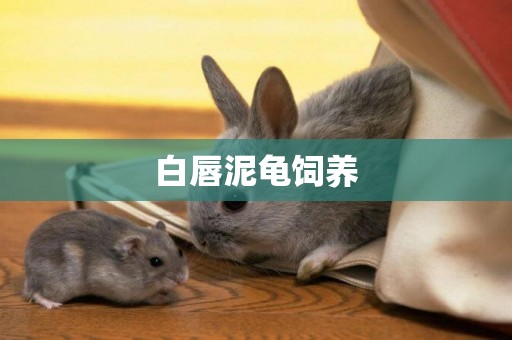 白唇泥龜飼養