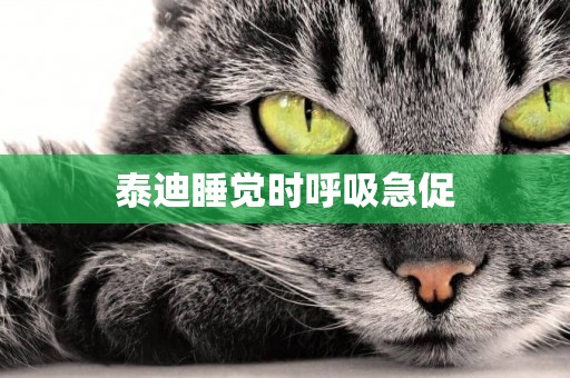 泰迪睡覺時呼吸急促