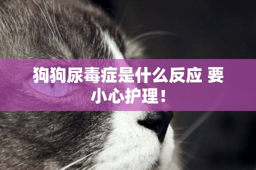 狗狗尿毒癥是什么反應 要小心護理！