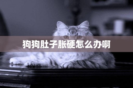 狗狗肚子脹硬怎么辦啊