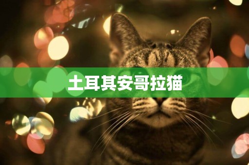 土耳其安哥拉貓