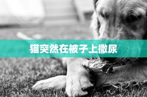 貓突然在被子上撒尿