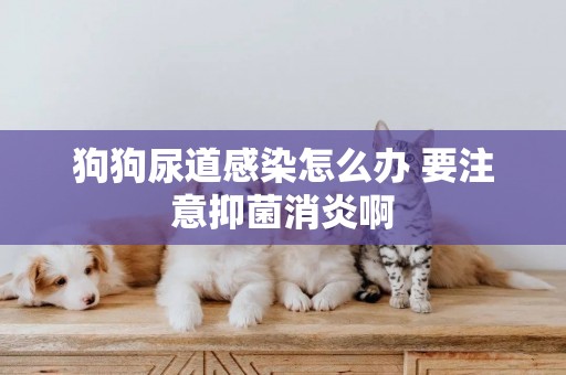 狗狗尿道感染怎么辦 要注意抑菌消炎啊