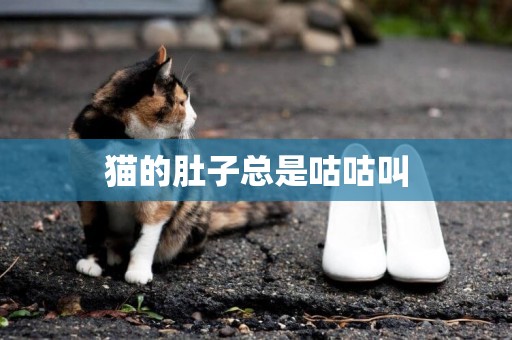 貓的肚子總是咕咕叫