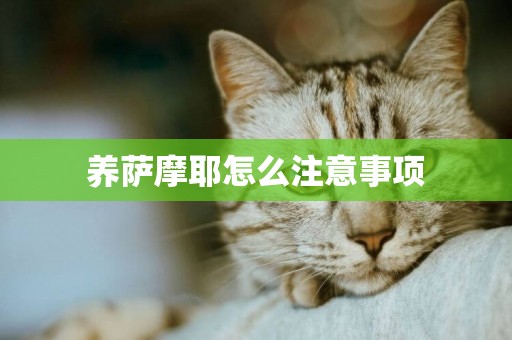 養薩摩耶怎么注意事項