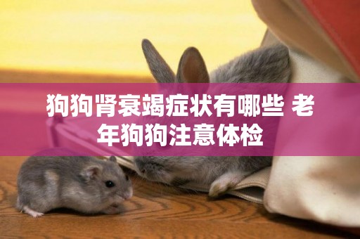 狗狗腎衰竭癥狀有哪些 老年狗狗注意體檢