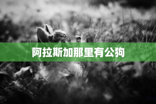 阿拉斯加那里有公狗