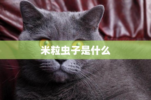 米粒蟲子是什么