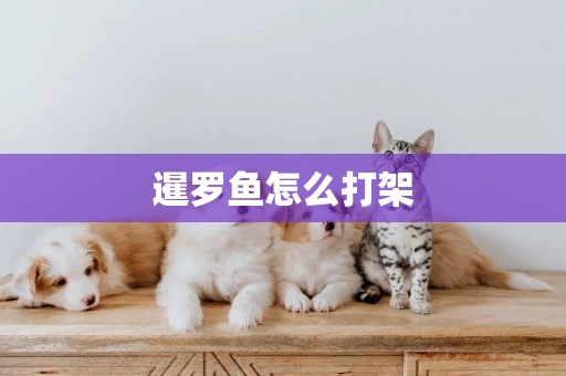 暹羅魚怎么打架