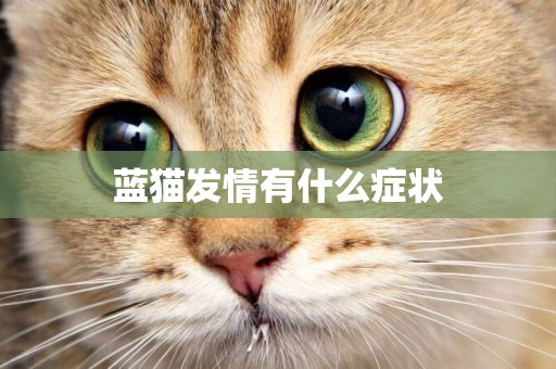 藍貓發情有什么癥狀