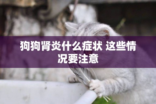 狗狗腎炎什么癥狀 這些情況要注意