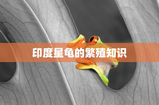 印度星龜的繁殖知識