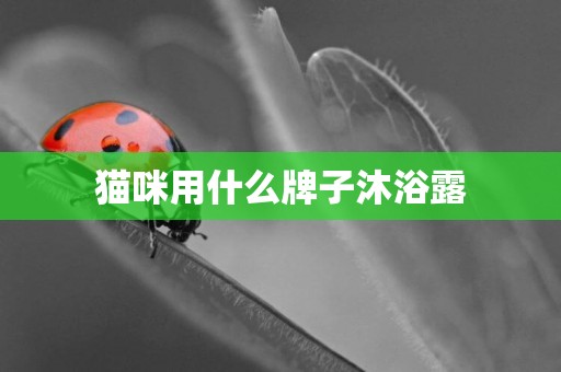 貓咪用什么牌子沐浴露