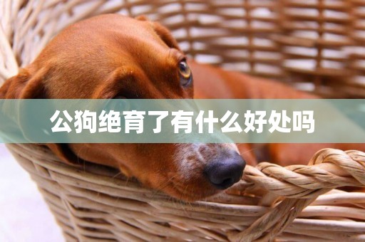 公狗絕育了有什么好處嗎