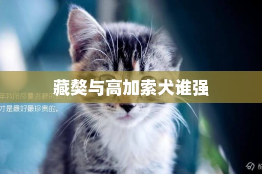 藏獒與高加索犬誰強