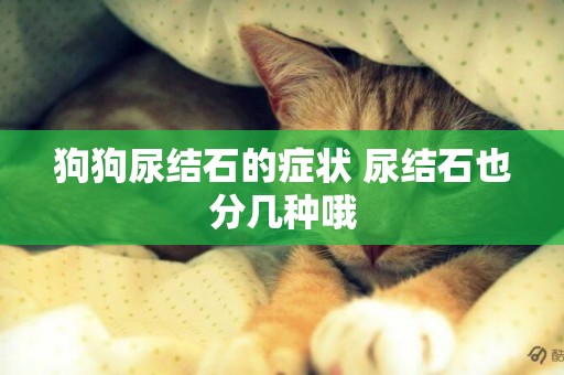 狗狗尿結石的癥狀 尿結石也分幾種哦