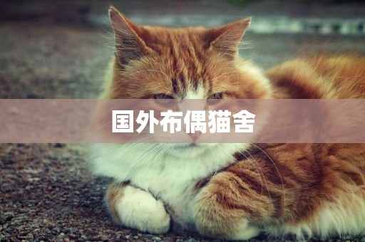 國外布偶貓舍