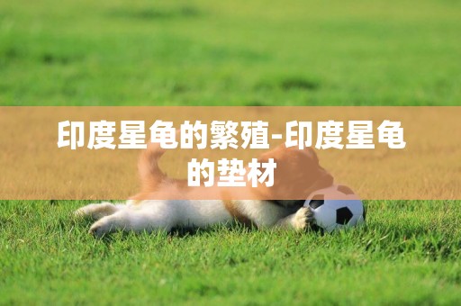 印度星龜的繁殖-印度星龜的墊材