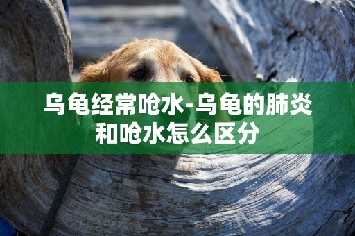 烏龜經常嗆水-烏龜的肺炎和嗆水怎么區分