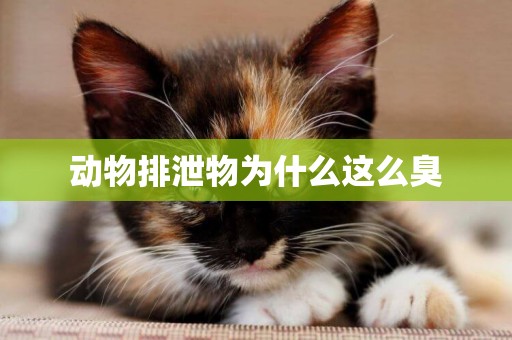 動物排泄物為什么這么臭