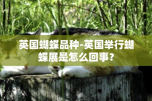 英國蝴蝶品種-英國舉行蝴蝶展是怎么回事？