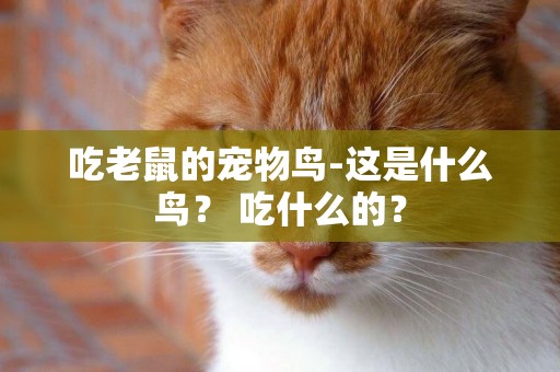 吃老鼠的寵物鳥-這是什么鳥？ 吃什么的？